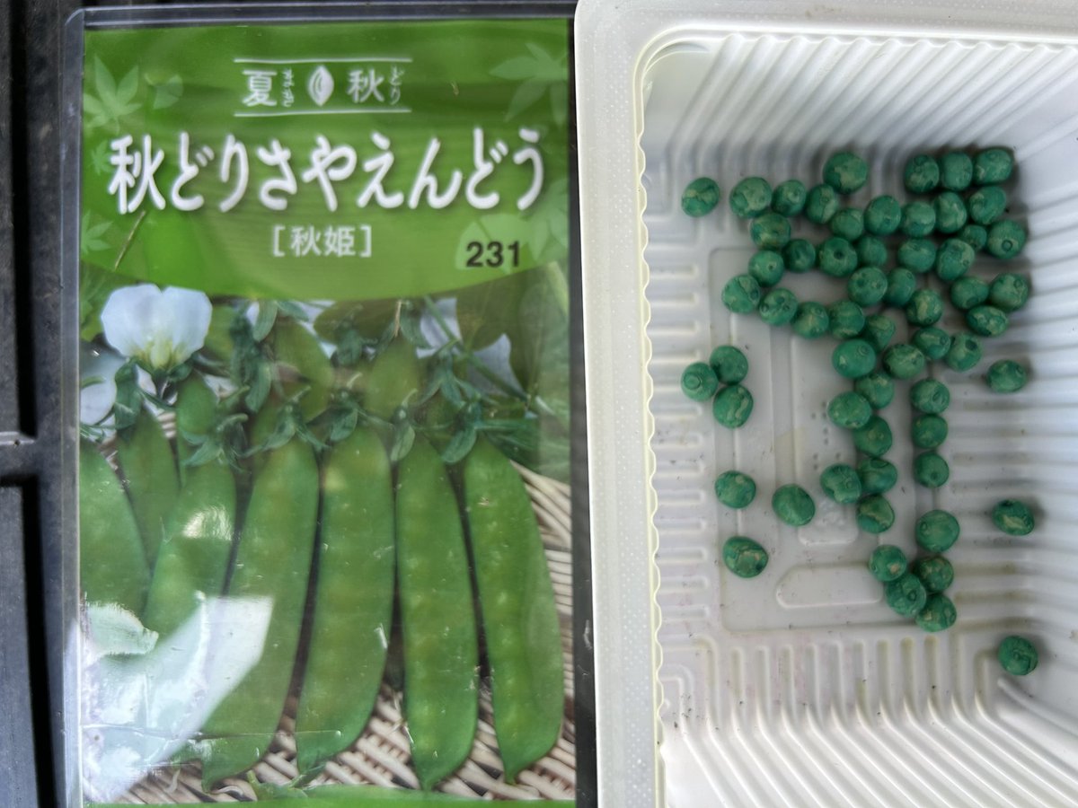 QE3PNkX7IEZPrBh's tweet image. 家庭菜園👨🌾7月27日☀️その③
秋どりいんげん「つるあり」
秋どりさやえんどう「秋姫」
ポット種蒔き完了✅
猛暑続きで水枯れが心配ですが…種蒔きしました😅