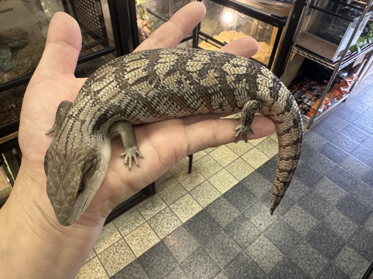 育って来ました😊

ラス1です！
ヒガシアオジタトカゲ
クイーンズランド

WING21CB.
68000円税込

大特価なので、この機会にヒガシを是非♪