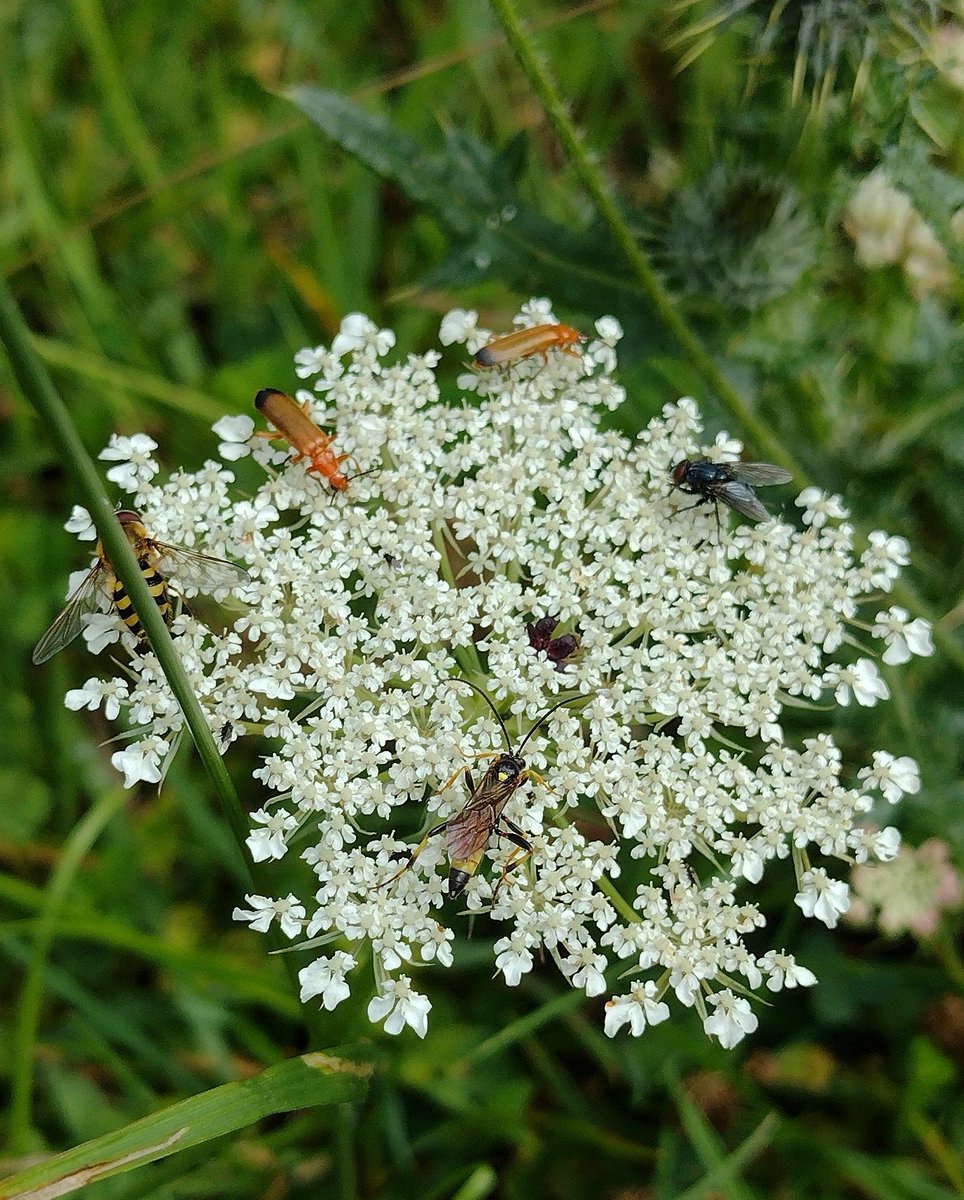 Small patch of Wild Carrot in the less mown grass. Very popular with the local hoverflies and others.