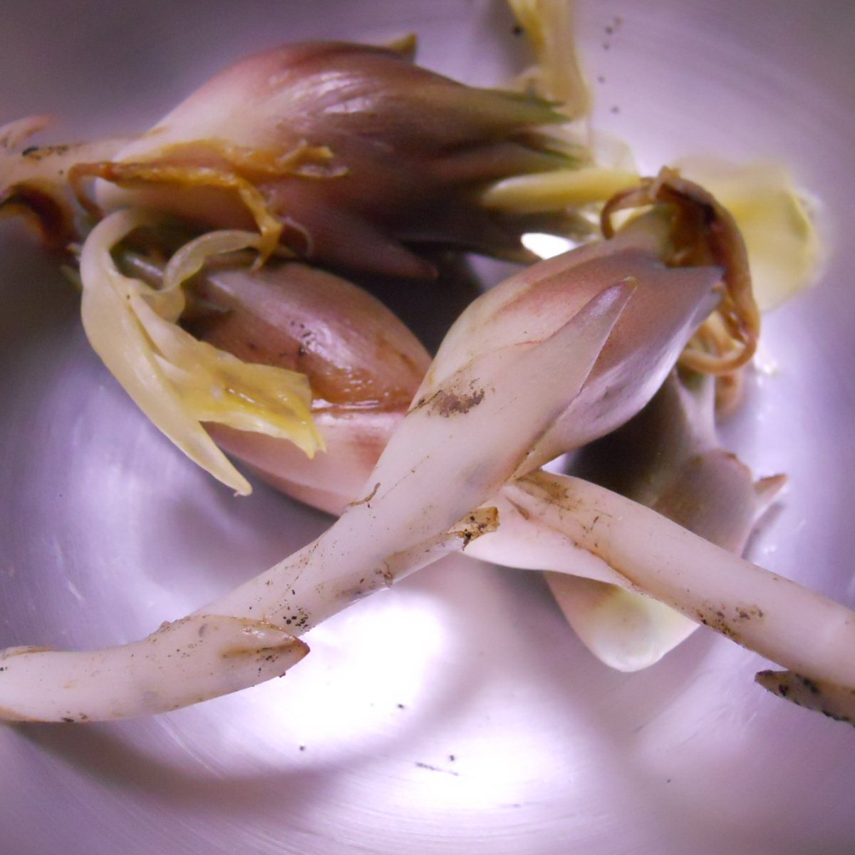 pinev456 tweet media