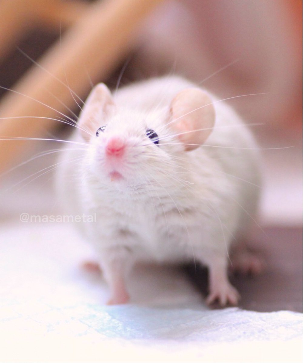 masametal's tweet image. この角度のお顔大好きなので何回も載せちゃいます🐭✨　　

#mouse 
#お空のトッポくん