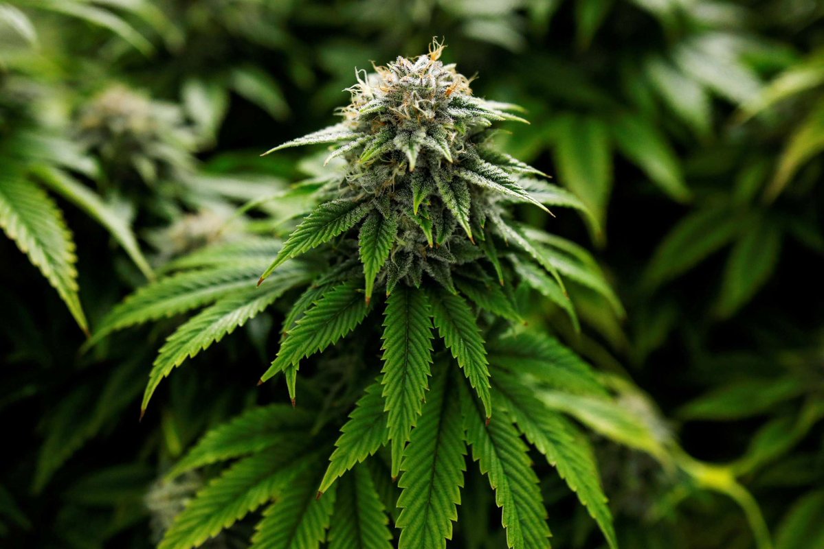 Be honest,

Do you believe Marijuana is safer than alcohol??