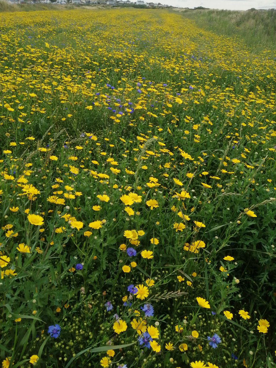 GeorgeKirov1's tweet image. Spotted on the Gower yesterday
