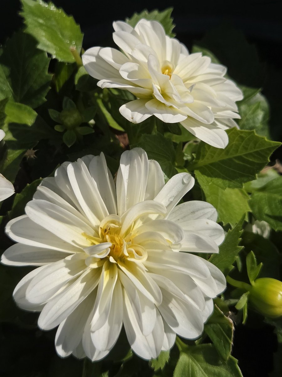 Piam68377597's tweet image. Aurinkoista sunnuntaita ja hyvää unikeonpäivää ☀️