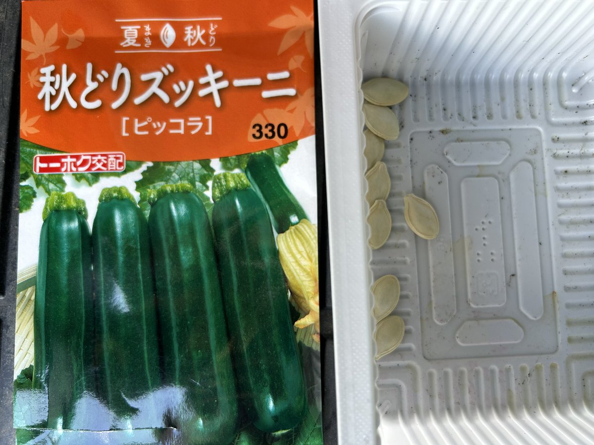 QE3PNkX7IEZPrBh's tweet image. 家庭菜園👨🌾7月27日☀️その③続き
秋どりキュウリ「🥒なる蔵」
秋どりズッキーニ「🥒ピッコラ」
ポット種蒔き完了✅
来週🌱発芽してるかな?