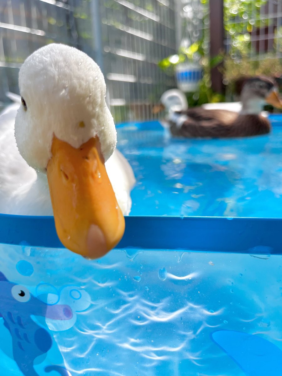 ahiraa2go's tweet image. その汚れなに？