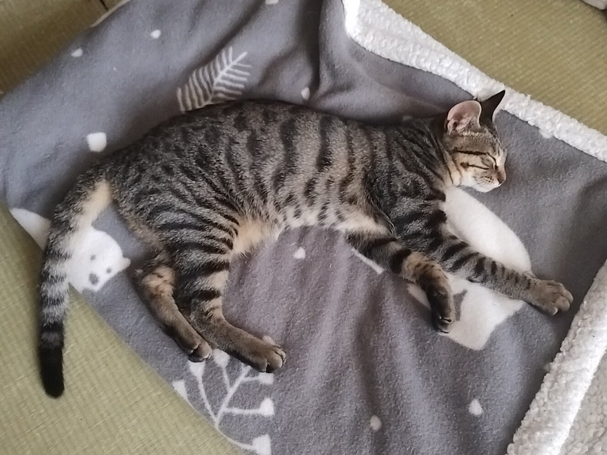 fleer5922's tweet image. 寝てる時以外は悪行三昧
