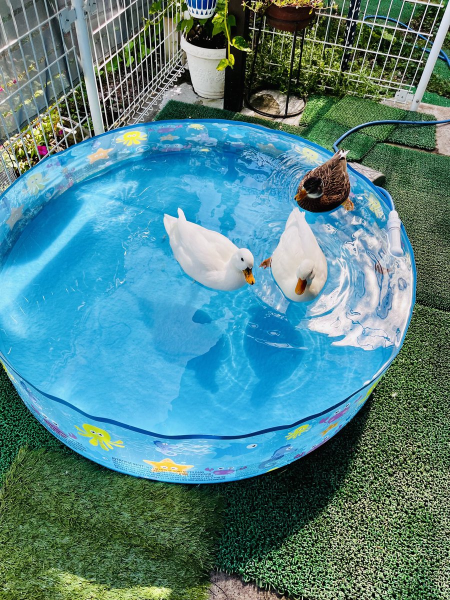 ahiraa2go's tweet image. １週間が早い