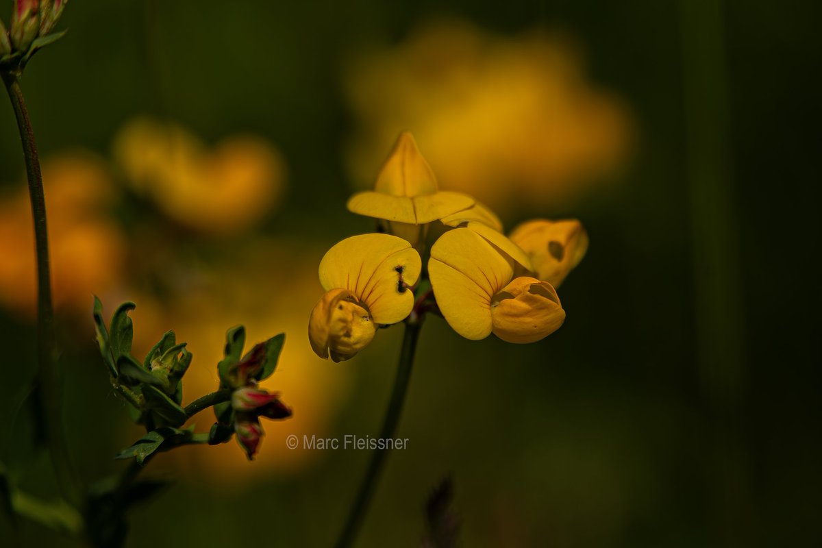 This is for you and for #SundayYellow