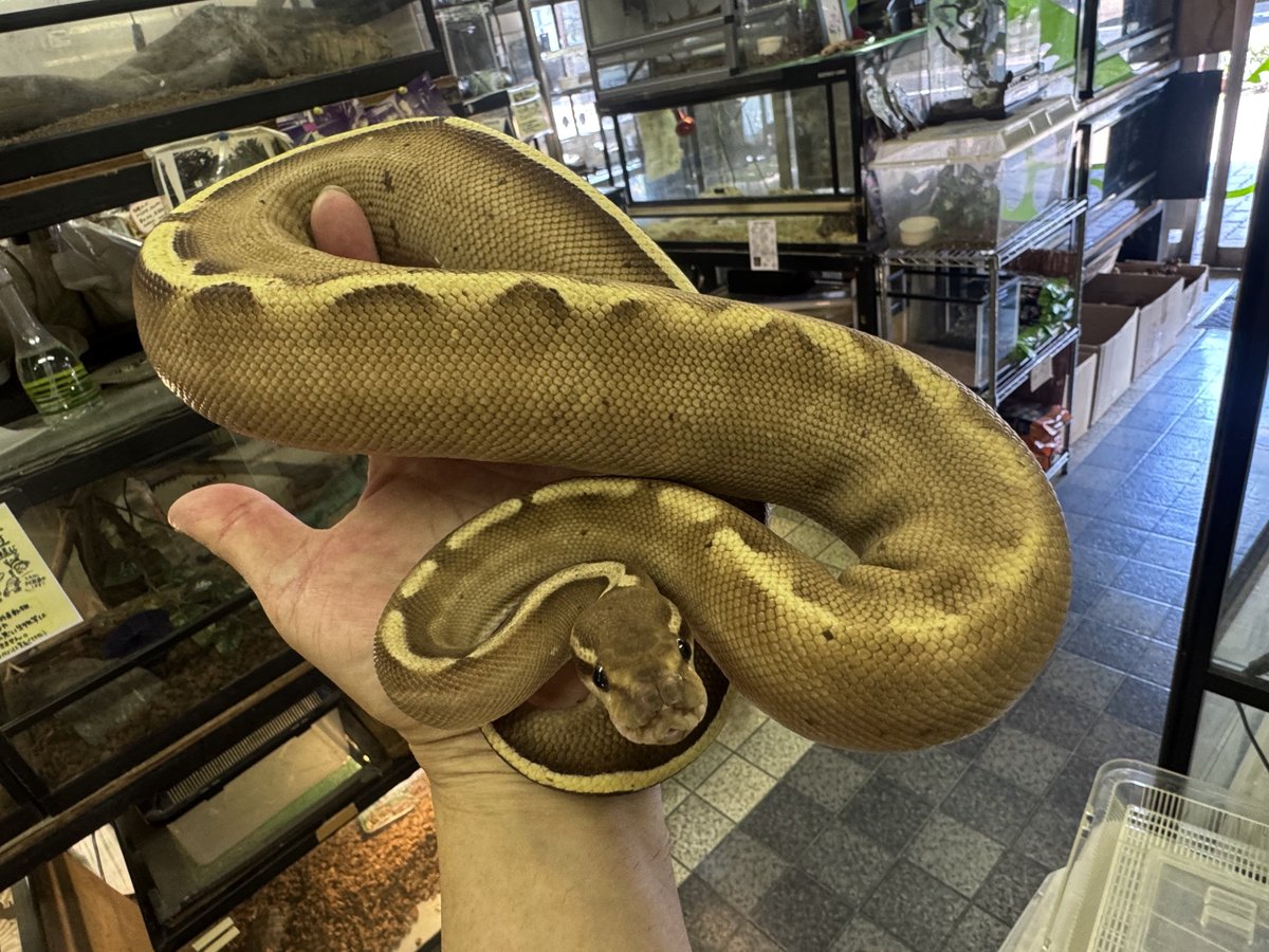 Super GHI Lesser
♀