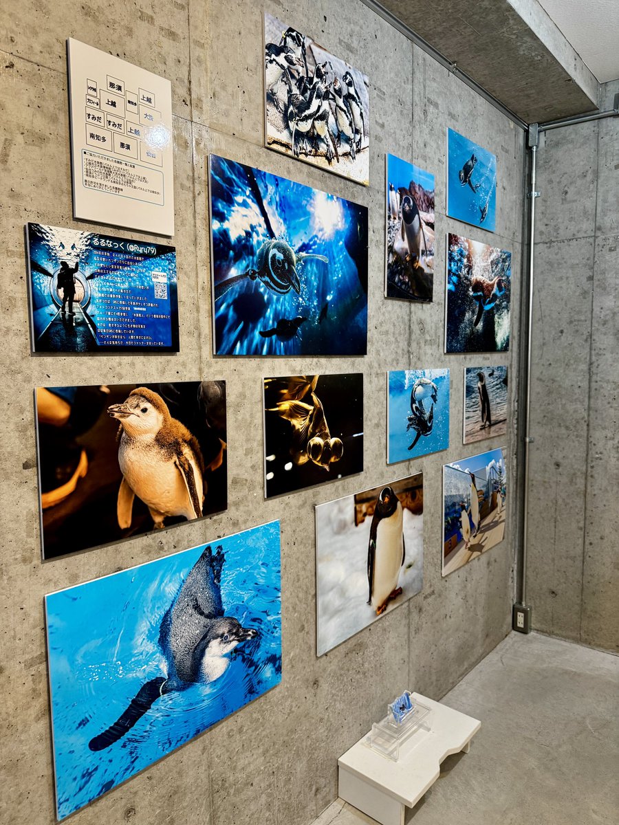 u2e6x's tweet image. 東京会場で撮れなかった店鳥代理ちゃんと記念撮影してきました📷
 #ペンぎょ展 #ペンヒナ散歩