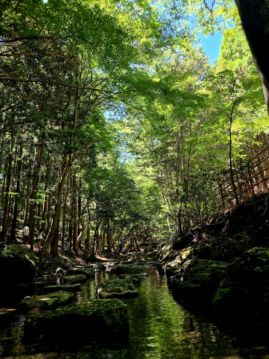 일본 숲의 웅장함에 마음을 잘 다스리는 중