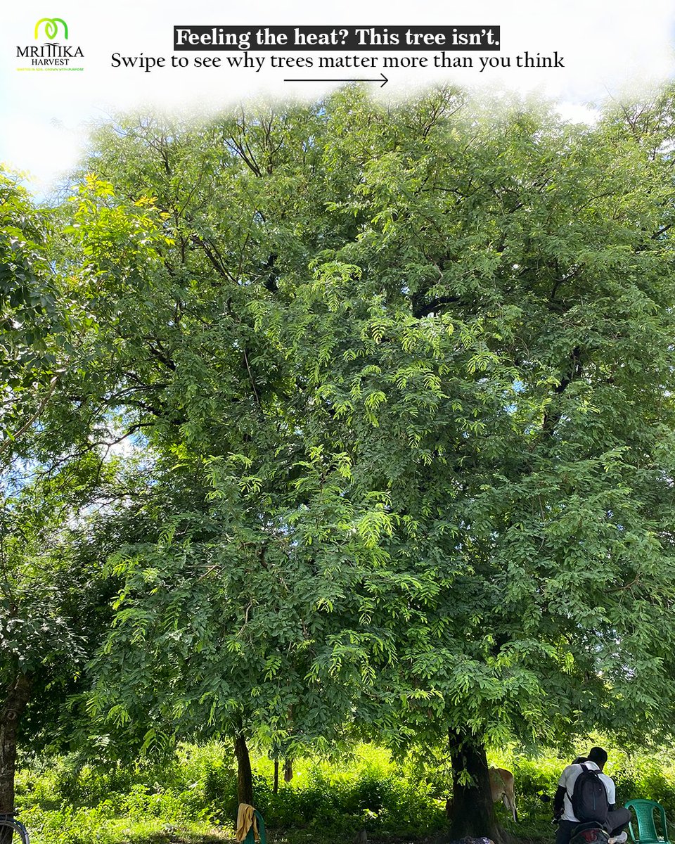 HarvestMrittika's tweet image. “It was just a tree…”
Until it gave shade, held laughter, sheltered life, and became a home.

🌳 It was never just a tree.
It was life itself.💚

Plant one. Protect one. Stand by one.
#MrittikaHarvest #TreeStories #Agroforestry #SustainableLiving #ClimateAction #GreenIndia