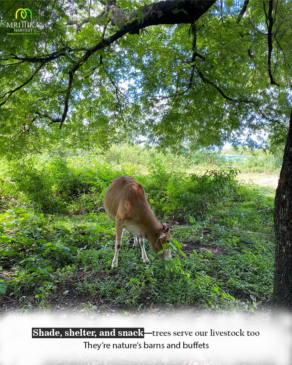 HarvestMrittika's tweet image. “It was just a tree…”
Until it gave shade, held laughter, sheltered life, and became a home.

🌳 It was never just a tree.
It was life itself.💚

Plant one. Protect one. Stand by one.
#MrittikaHarvest #TreeStories #Agroforestry #SustainableLiving #ClimateAction #GreenIndia