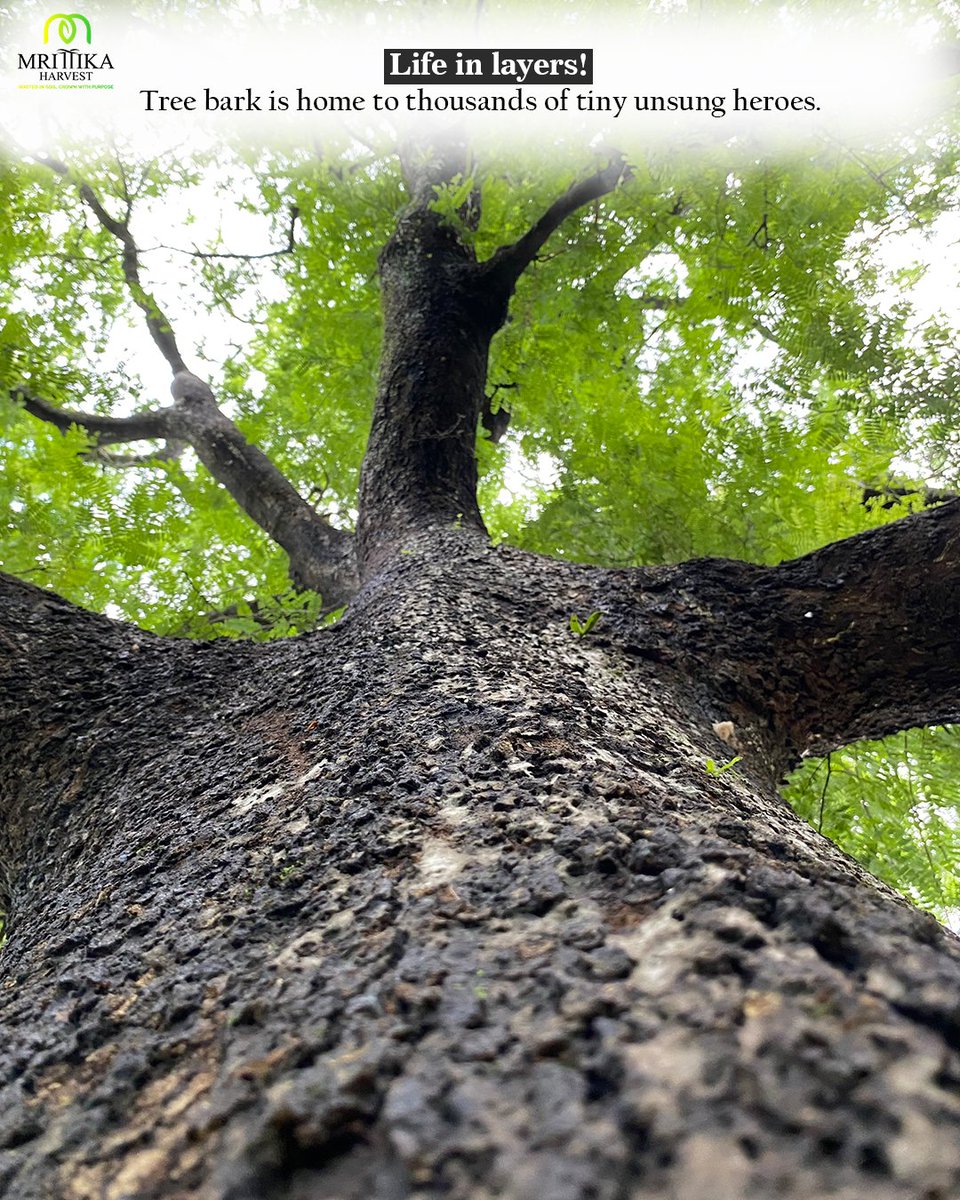 HarvestMrittika's tweet image. “It was just a tree…”
Until it gave shade, held laughter, sheltered life, and became a home.

🌳 It was never just a tree.
It was life itself.💚

Plant one. Protect one. Stand by one.
#MrittikaHarvest #TreeStories #Agroforestry #SustainableLiving #ClimateAction #GreenIndia