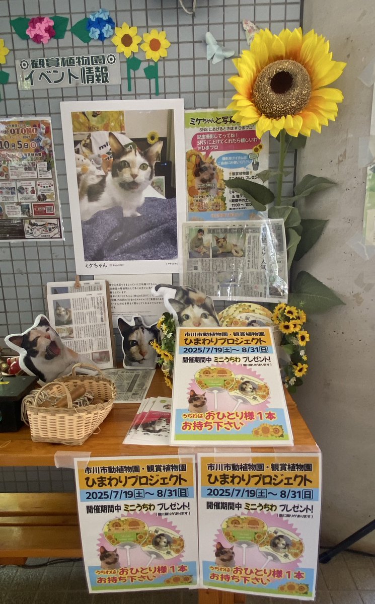 みけちゃん ミケちゃん (@ojm52811) / X