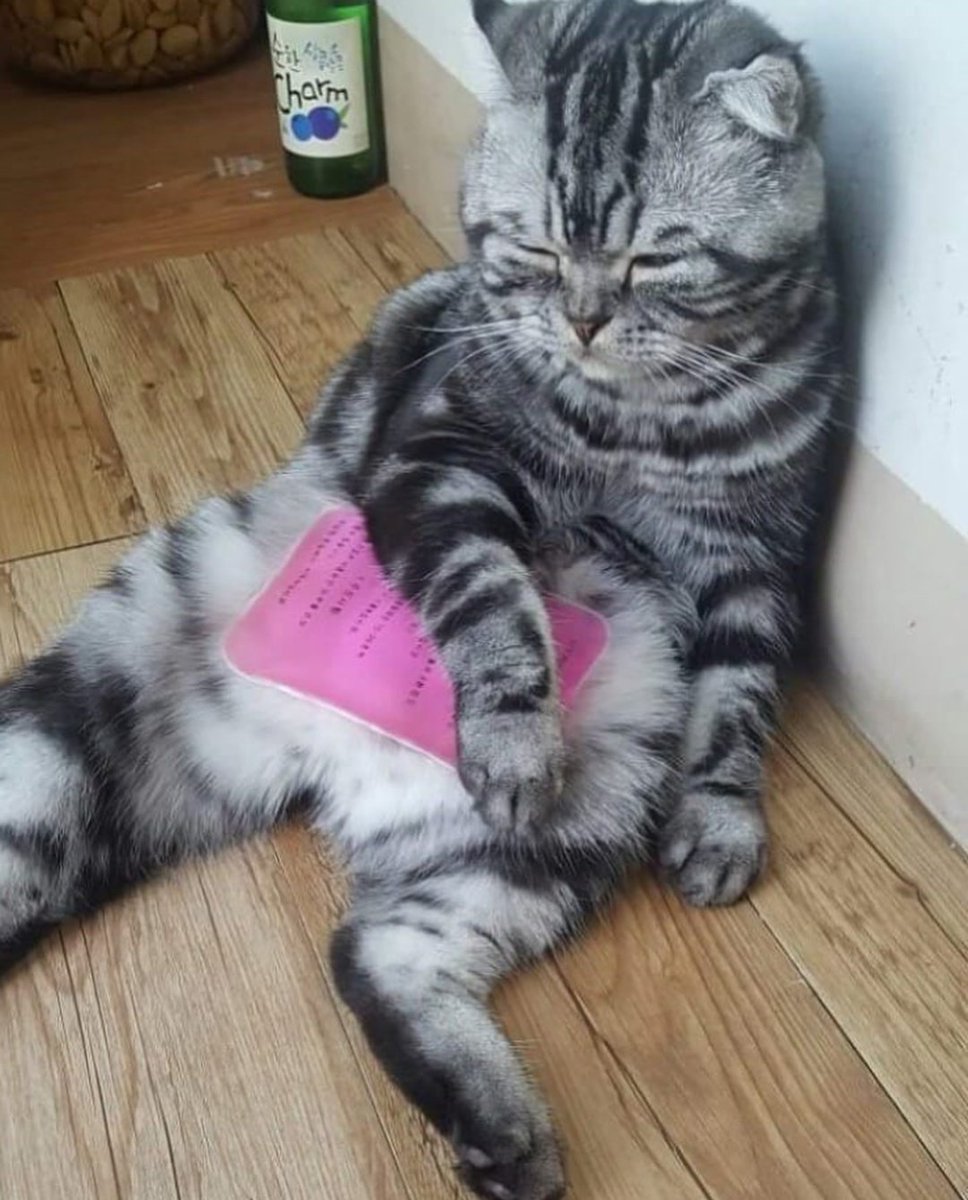 여름 될 때마다 이 짤은 꼭 봐줘야 해... 더위에 지쳐서 아이스팩 올린 애옹쓰