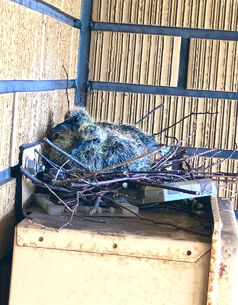 RIKAINOT's tweet image. 鳩の可愛い雛だよ
