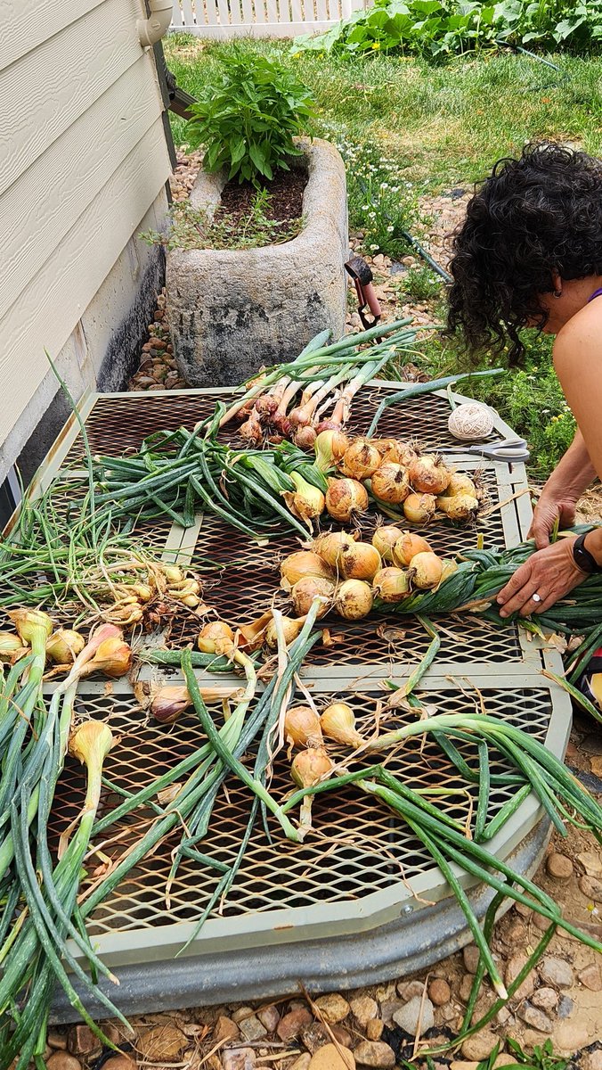 Maxcess8's tweet image. Part of our suburban harvest!