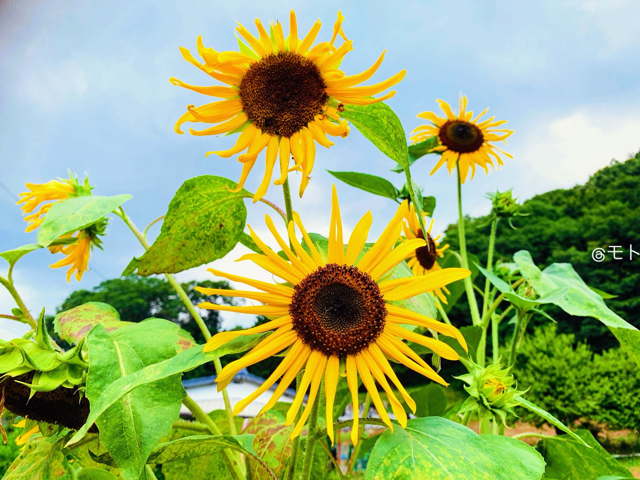 ひまわり◡̈♥︎ 🌻 Sunflowers 🌻 HIMAWARI MID GARDEN 🌻🌻🌻⟡.· ໒꒰ྀི∩˃ ᵕ