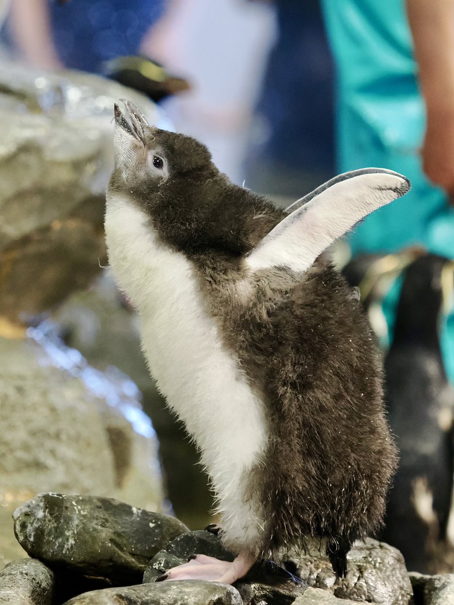 u2e6x's tweet image. バンザイヒナちゃん
 #ミナミイワトビペンギン #海遊館
