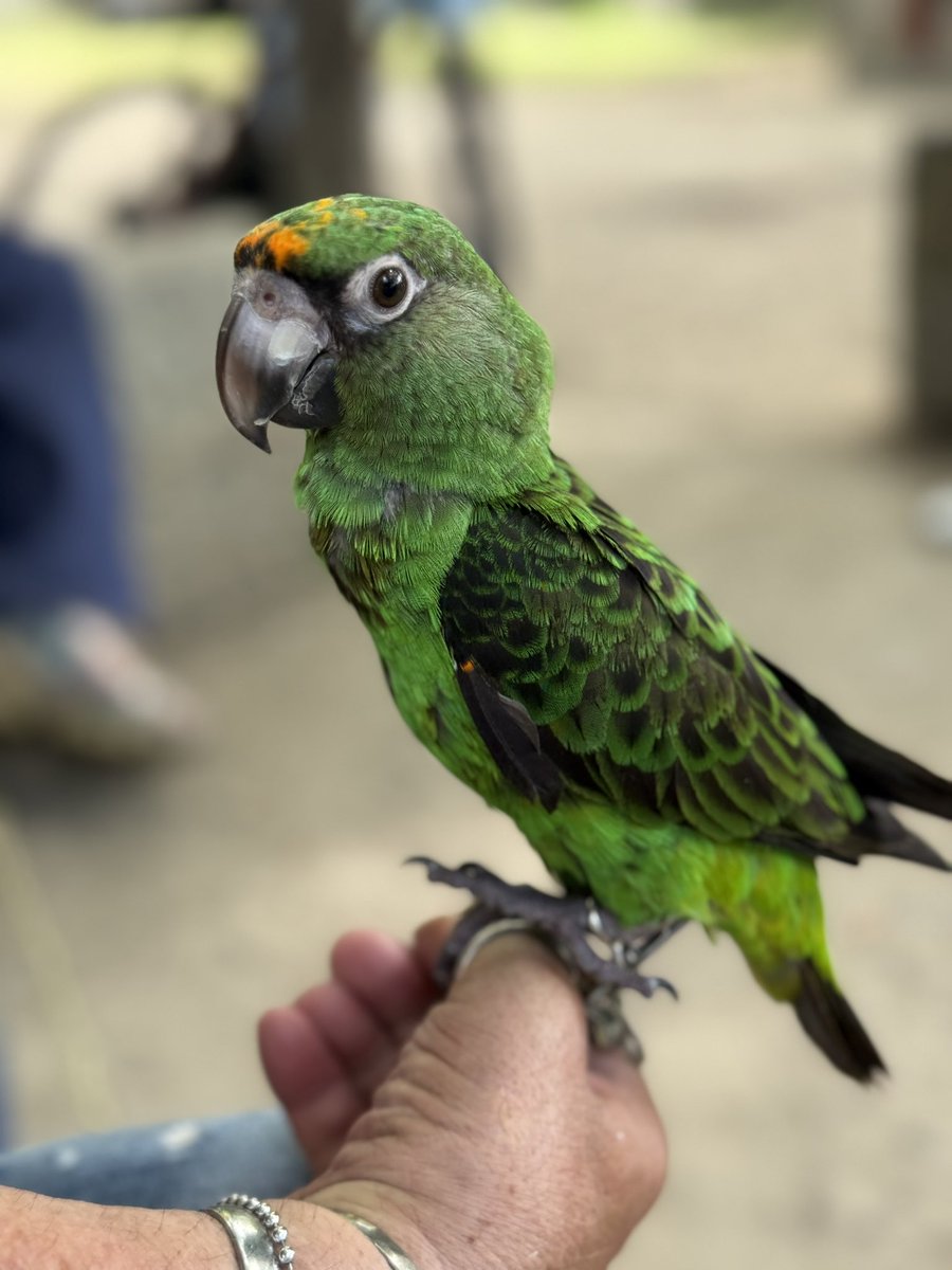 uchimue's tweet image. 木陰にいた鳥飼いおじさんたちの集会に混ぜてもらって涼んでました😂

すみれ×かのん色のとりちゃん💚🧡