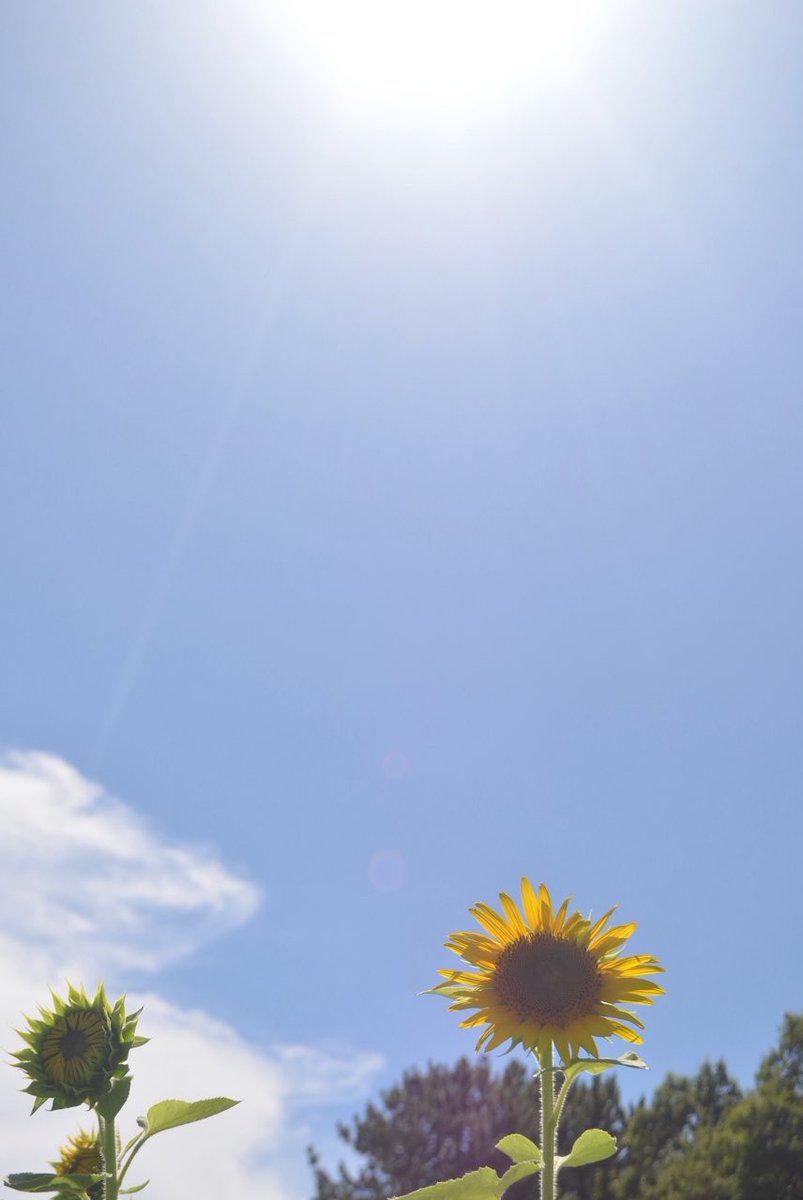 FuefukiPiper's tweet image. 公園のひまわりの様子を見に行ってみましたが、まだまだこれからだったようです。
ただ、咲く時を待ってる。
なお、ここのひまわりはお日様にそっぽ向いてます。