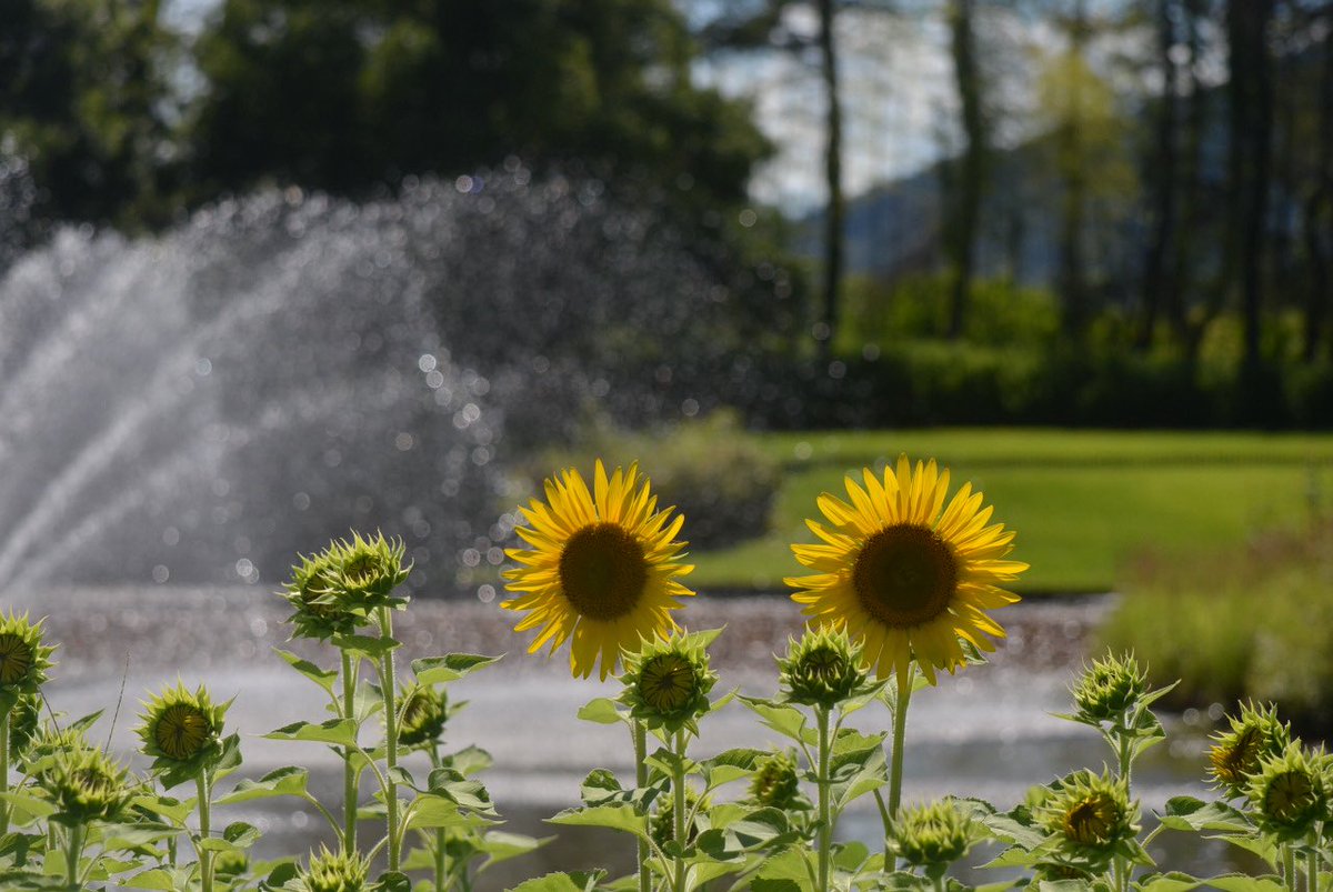 FuefukiPiper's tweet image. 公園のひまわりの様子を見に行ってみましたが、まだまだこれからだったようです。
ただ、咲く時を待ってる。
なお、ここのひまわりはお日様にそっぽ向いてます。