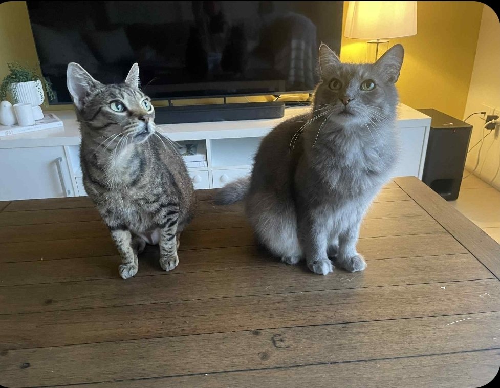 millyfromoz's tweet image. I reckon the best way to spend a Sunday is to sit on the coffee table with your new BFF. 
Have a brilliant day frens ! 😻
