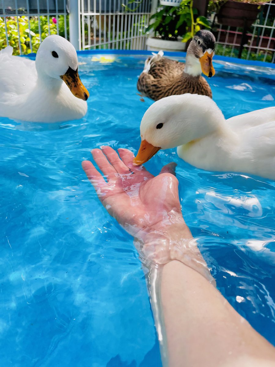 ahiraa2go's tweet image. 乗るの？