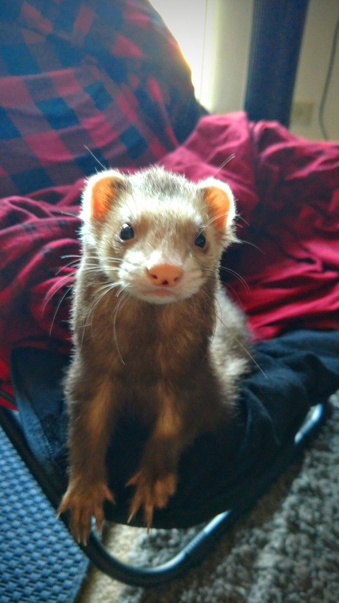 FerretPerHour's tweet image. 