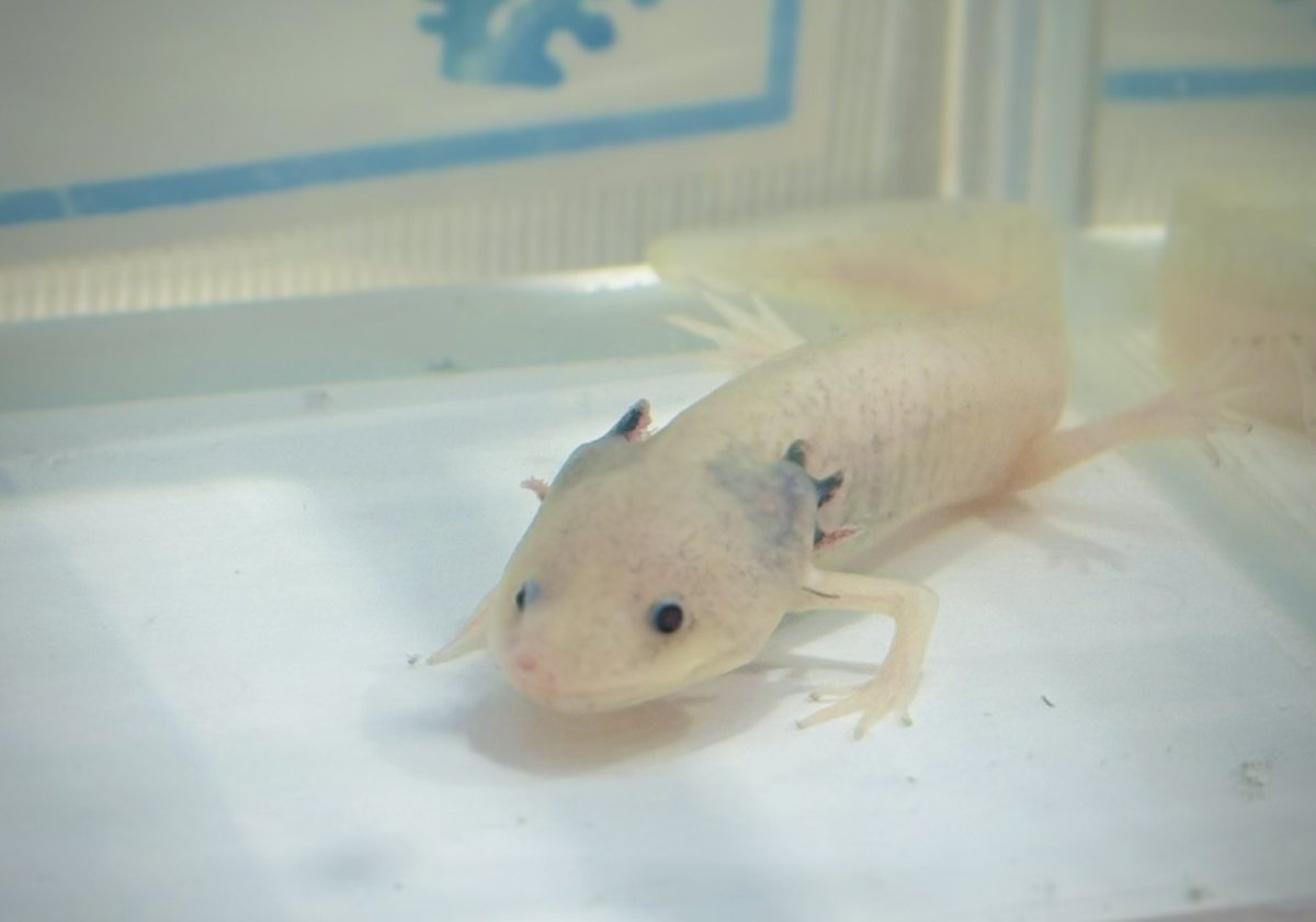 _mochi2_mochi's tweet image. ちっちゃいウーパールーパーがいた