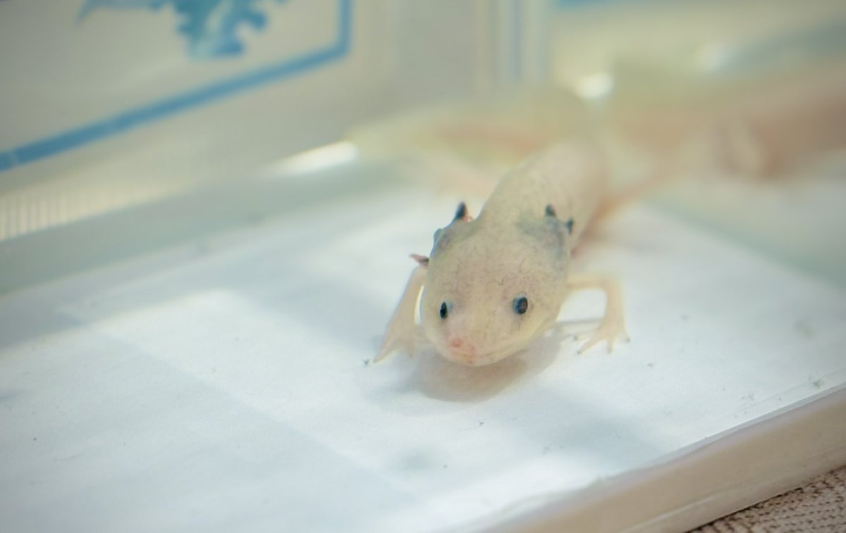 _mochi2_mochi's tweet image. ちっちゃいウーパールーパーがいた