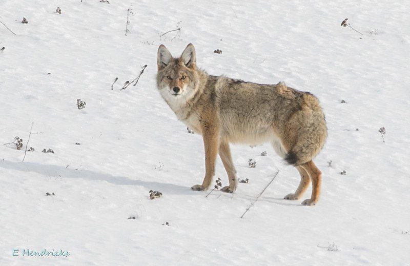 HourlyYote's tweet image. [🔗](api.tinyfox.dev/hourly/yotes/p…)