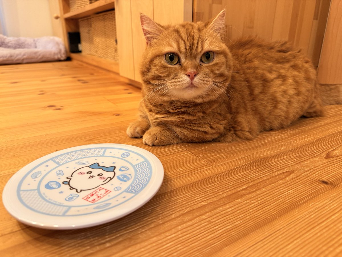 コンプしたかったけど少食家族なので1枚だけゲット！めちゃかわよ