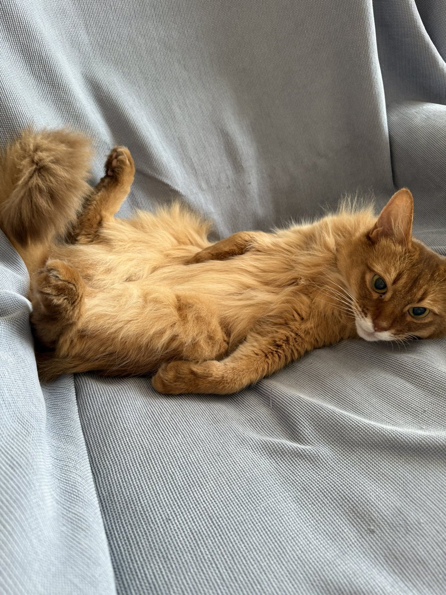 somali_s2's tweet image. 今日もママのソファを独り占めしてダラダラ過ごしています( ↀᴥↀ )
＃猫好きさんと繋がりたい