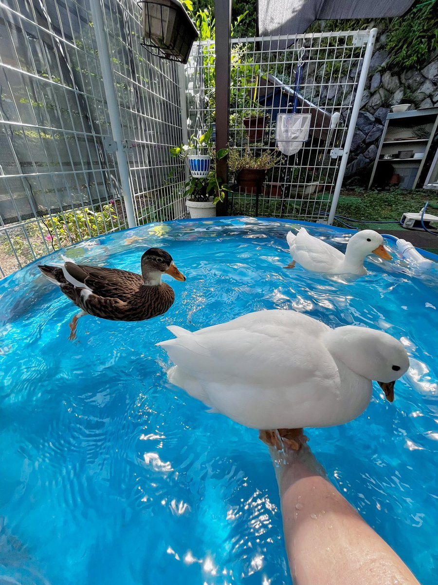 ahiraa2go's tweet image. 乗ってるわ
