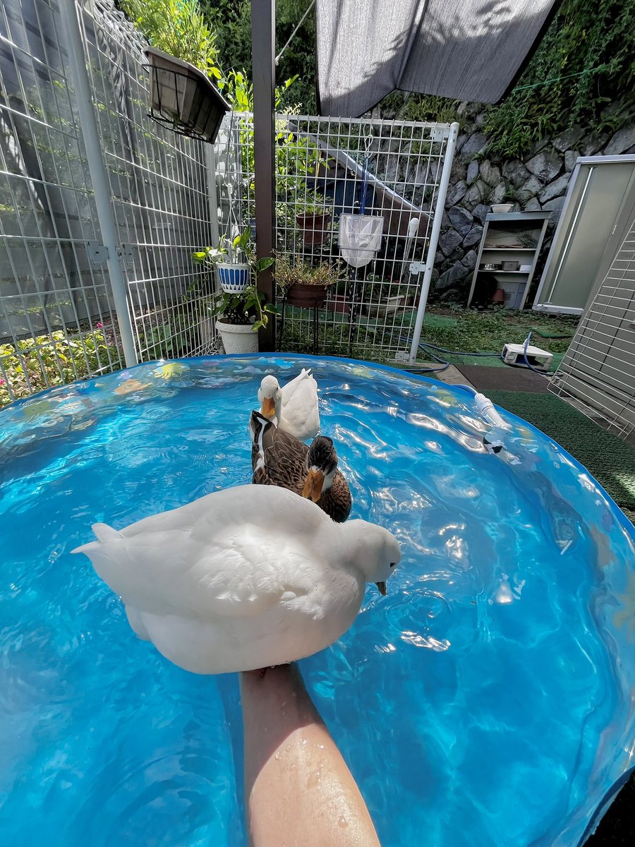 ahiraa2go's tweet image. 乗ってるわ