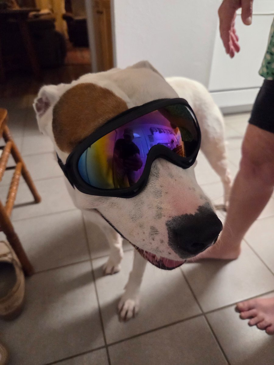 Buddy's grandma bought him these cool glasses 😎 he loves em'