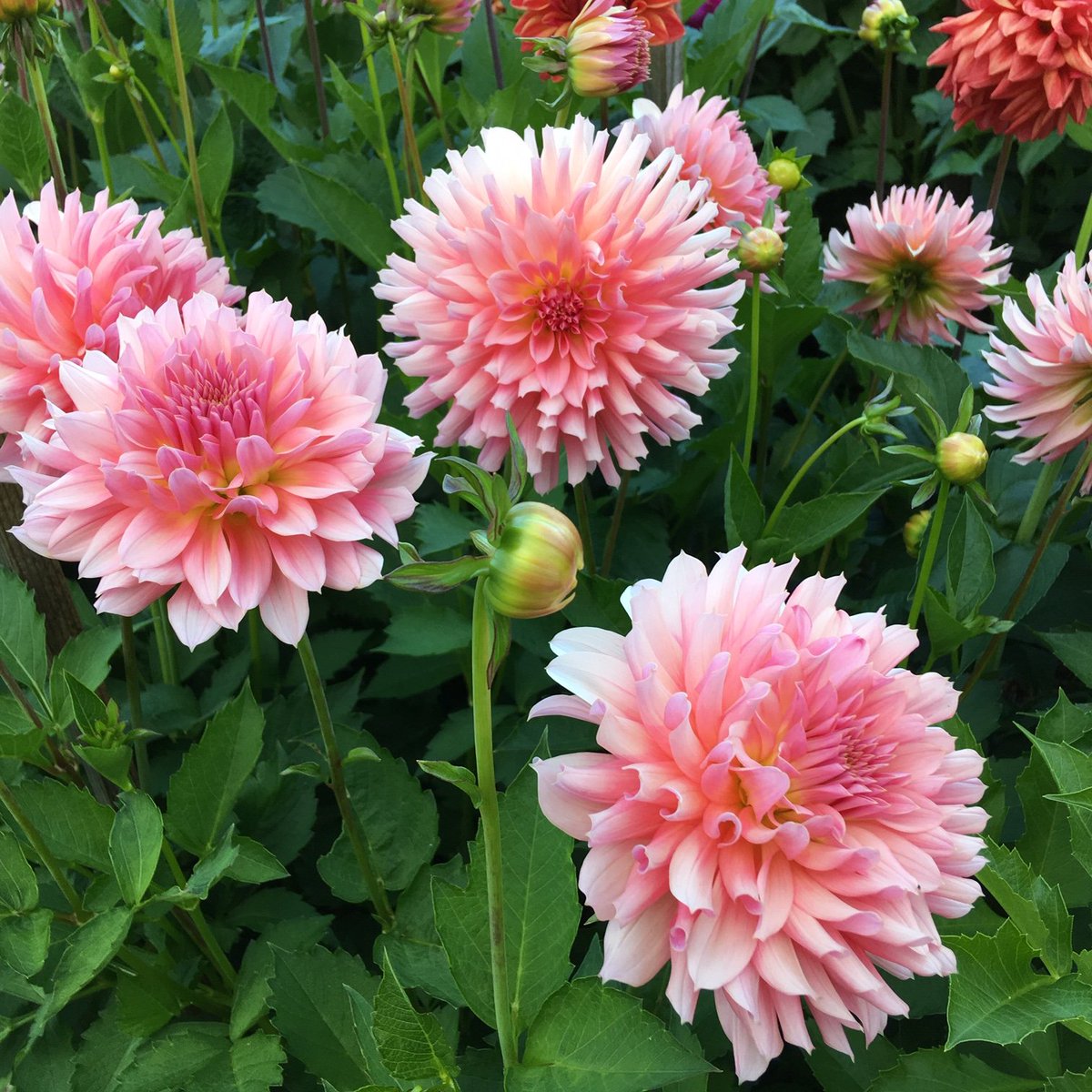 mzu2013's tweet image. Let’s embrace the beauty of today, the potential of tomorrow and the joy in each moment.
#HappySunday 😘🌸🦋☀️🍀
#SundayMotivation