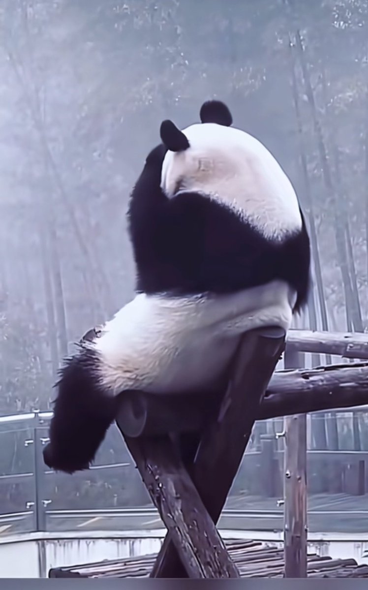 sona_of_matrix's tweet image. Kungfu panda: Nobody wants to say GM to me 🥹🥺