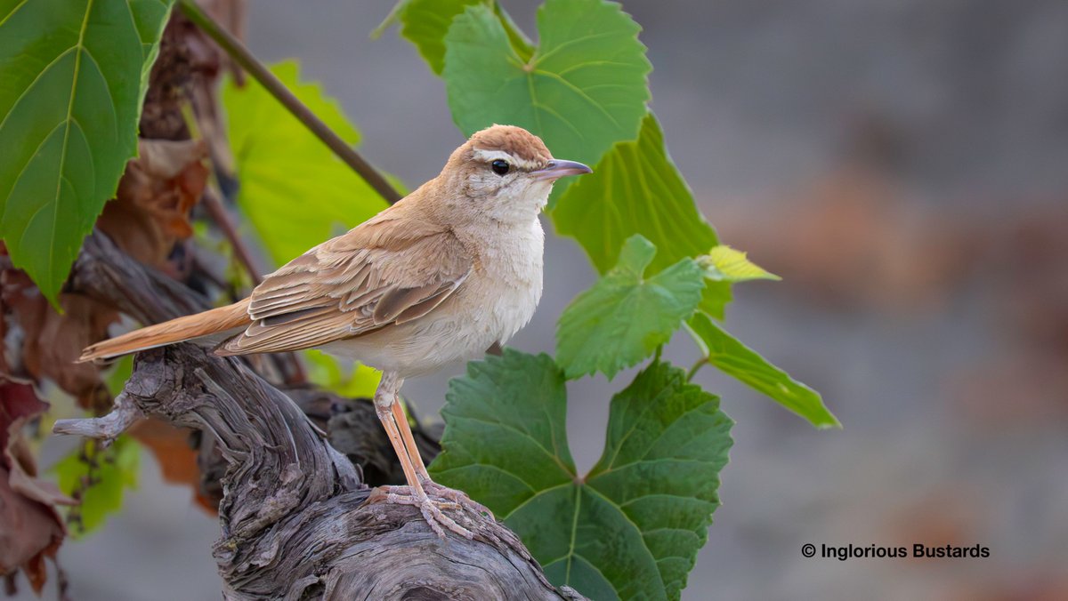 Otis_inglorius's tweet photo. Our #SwiftWeekender tour  has been going great! We encountered the speediest 2 White-rumped #Swift just overhead, organic vineyards full to the brim of glorious singing Rufous-tailed Scrub Robins and the absolute bedlam of the early morning Little Swift colony!

#FlywayBirding