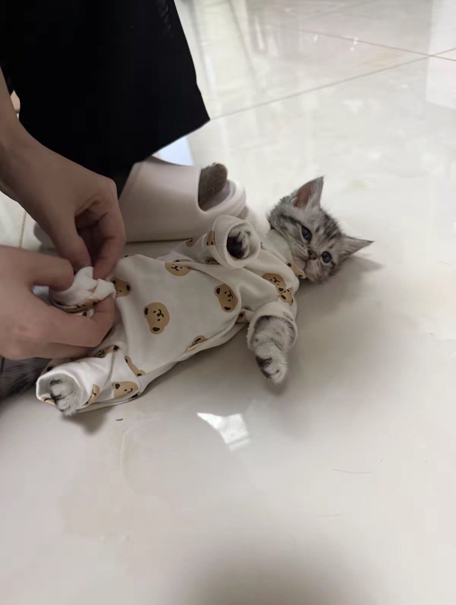 The Cats 𝕏 tweet media