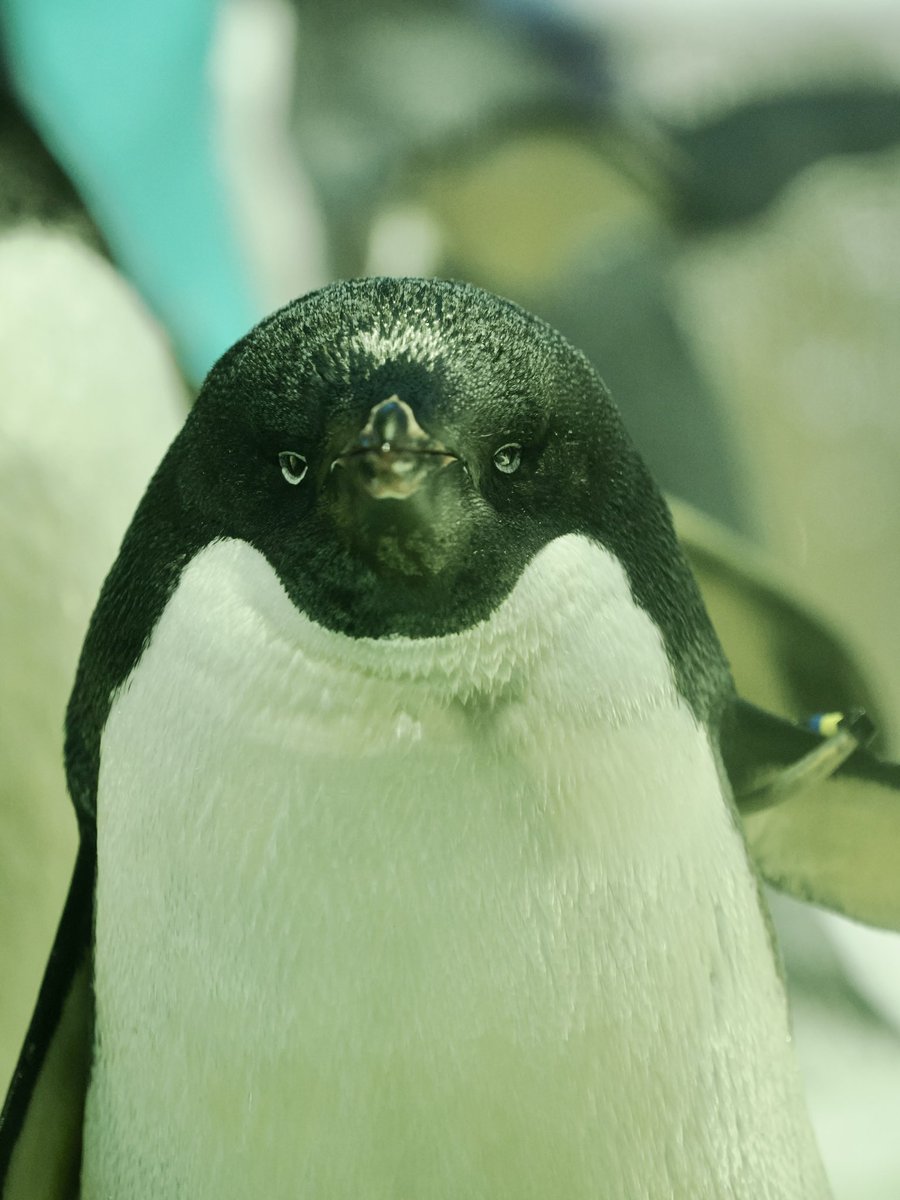 u2e6x's tweet image. ｽﾝｯ
 #アデリーペンギン #海遊館