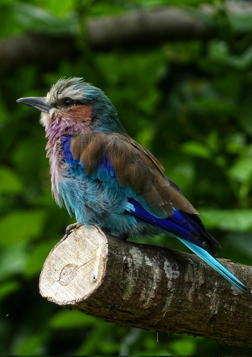 psychoticstate's tweet image. English name: Lilac-breasted roller
Latin name: Coracias caudata
Or as I called it, "oooh look at that pretty blue one over there!"
#ChesterZoo #photography