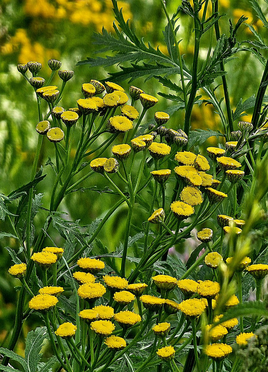 🎨 🌿
'Like a painting'
#SundayYellow #NatureBeauty