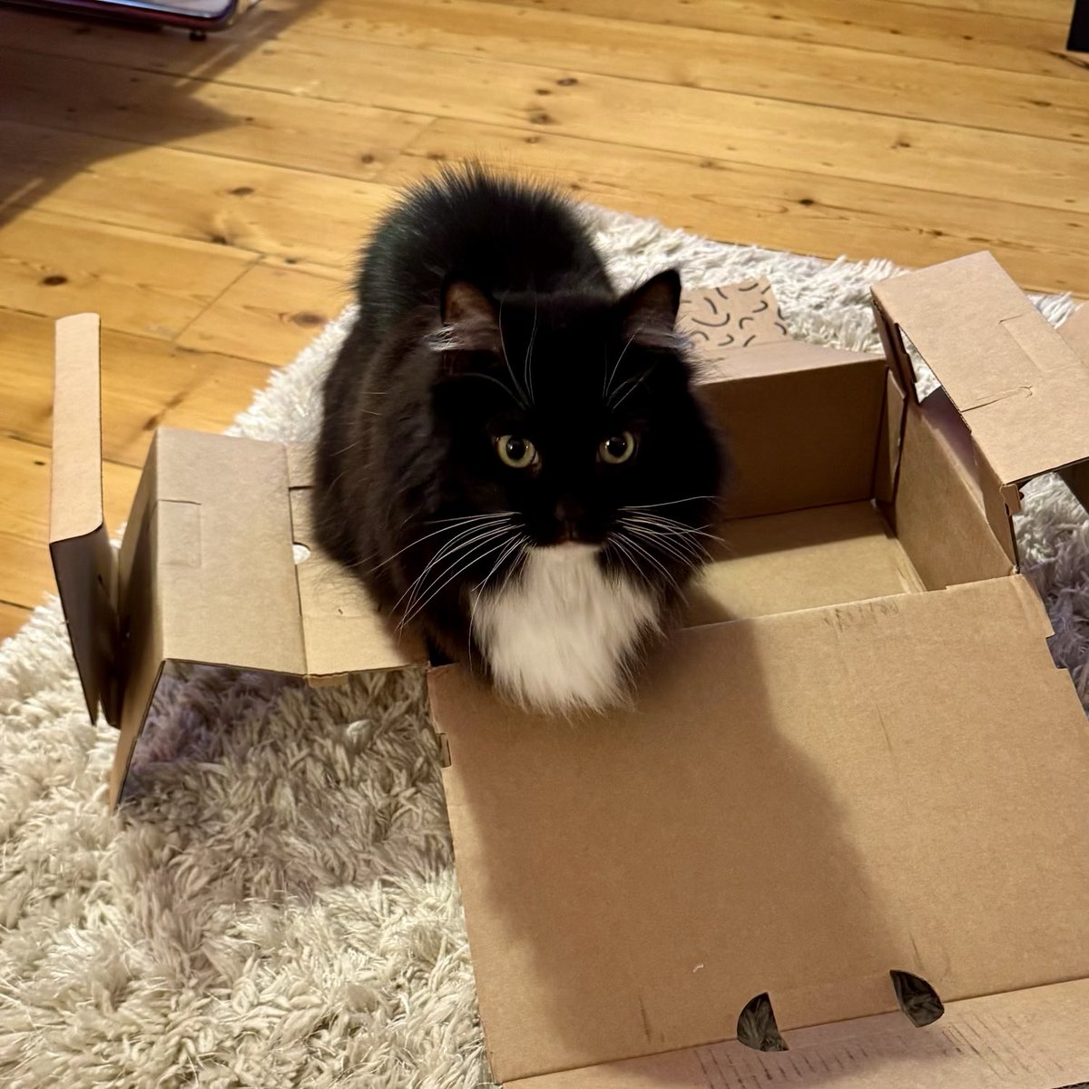PickleAndNancy's tweet image. Hello furiends, we’re back after a week away! 🎉 Happy #catboxsunday to you all - have a great day, love Nancy (and Pickle too) 🐈‍⬛💕