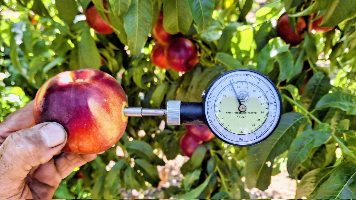 En 2 dies començara la collita de la nectarina Honey Glo. Cal collir-la en el moment adequat, el més proper posible al punt de maduració, pero suficientment dura per arribar en bon estat a la taula del consumidor. Prou dificil. El control de la duresa es diari. Orfebreria vegetal
