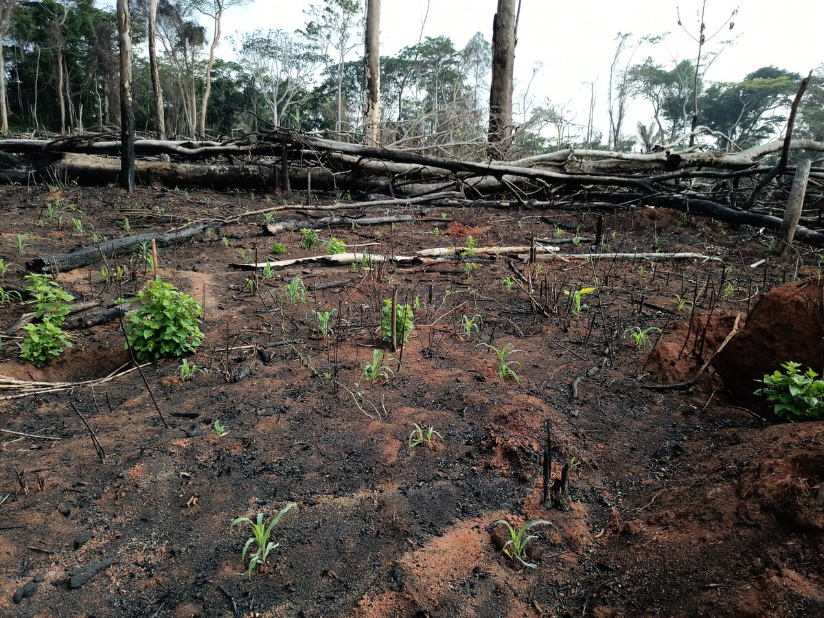 Picture this: a world without rainforests. No oxygen-rich air, no medicines from plants, no homes for countless species. Hard to imagine, right? Yet, those who’ve never seen an equatorial rainforest might not realize what’s at stake. 😔  
These forests are humanity’s lifeline.