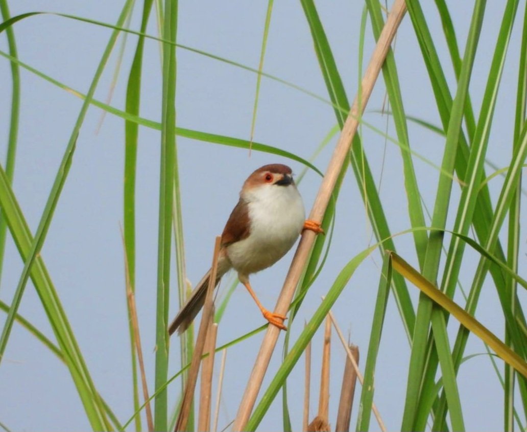 anuradhamathur's tweet image. Yellow eyed babbler! #lifer name is a little misplaced coz the the eyes have a red ring! Searching for rain quail sighted this beauty #IndiAves #DelhiNCR #BBCWildlifePOTD #ThePhotoHour #natgeoindia #birdphotography #Nikon